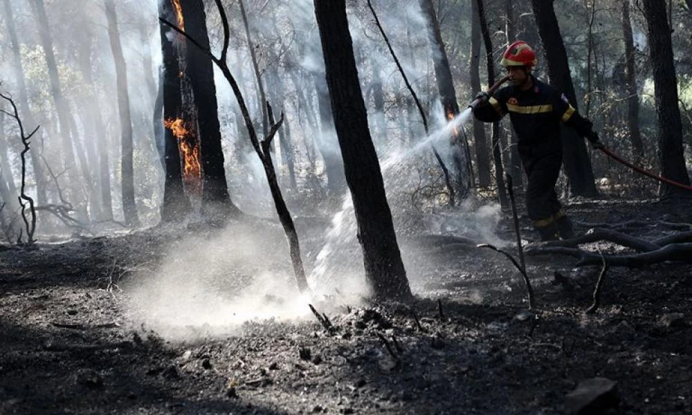 Πυρκαγιά σε δασική έκταση στην Λυκόφη Έβρου – Αμεση επέμβαση της Πυροσβεστικής